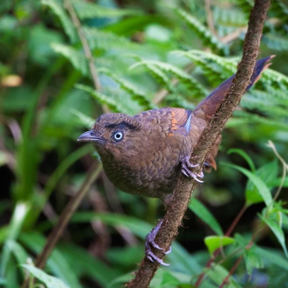 Hornbill Nest Trail